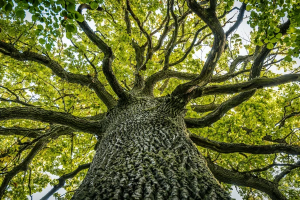 Auf dem Bild ist ein bl&uuml;hender Baum zu sehen.